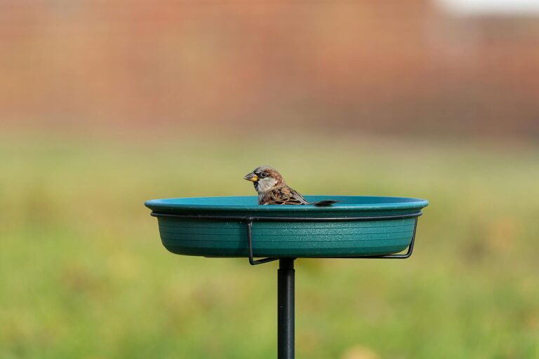 Beginner Tips for Backyard Birdwatching: Start Enjoying Nature Today